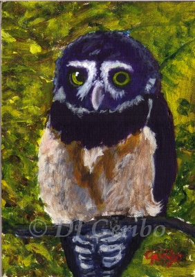 spectacled owl painting by artist dj geribo